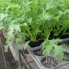 ミニプランターで水菜の室内栽培記録25日目
